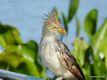 Géocoucou tacheté - Pantanal - Brésil
